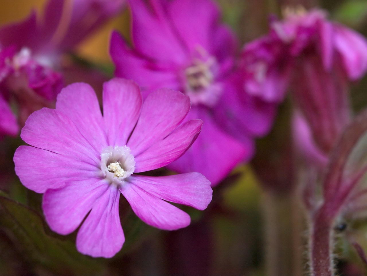 لیخنس چسبناک